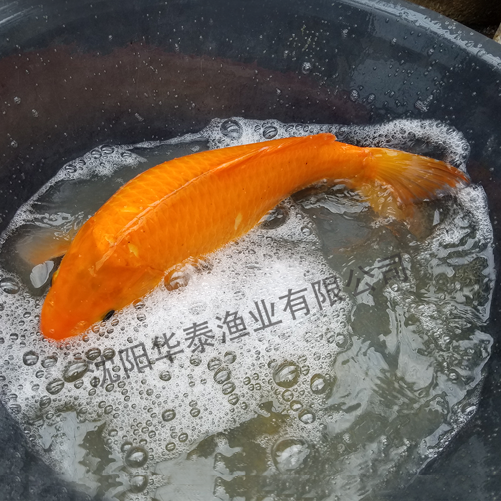 &#20048;&#40060;