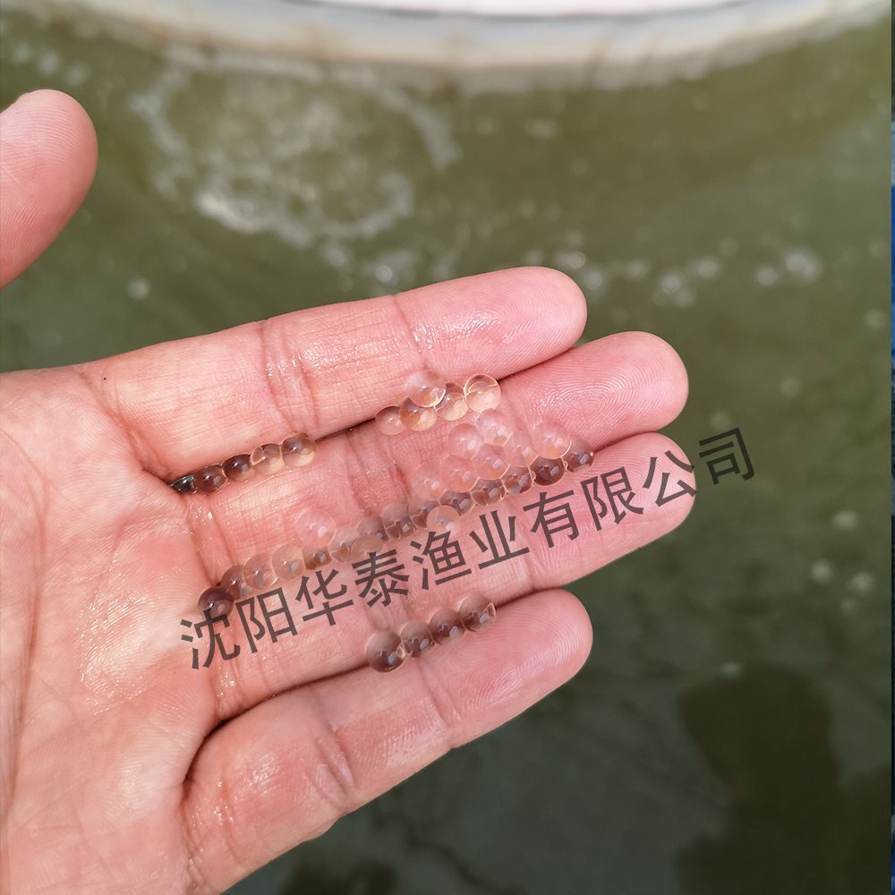 &#20048;&#40060;